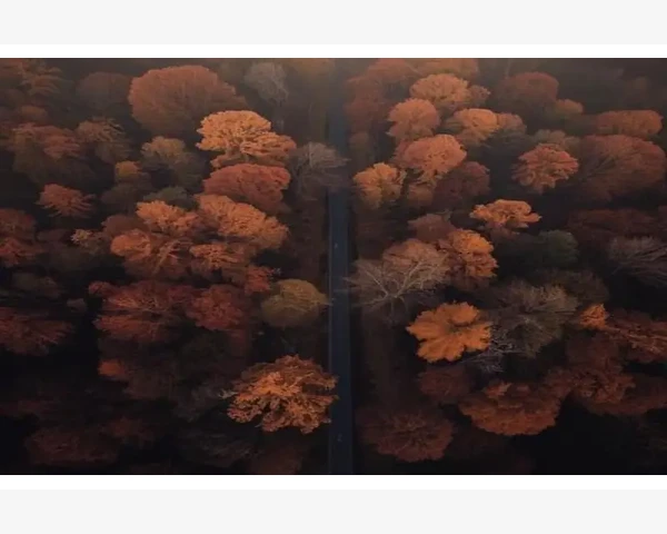 长胖了，感觉气血不足——中医视角下的健康探讨